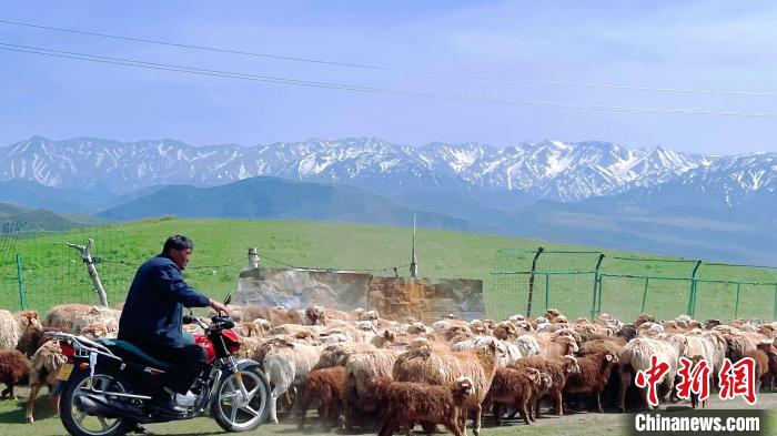 新疆边境县发展“一羊一花”特色产业助力农牧民增收致富