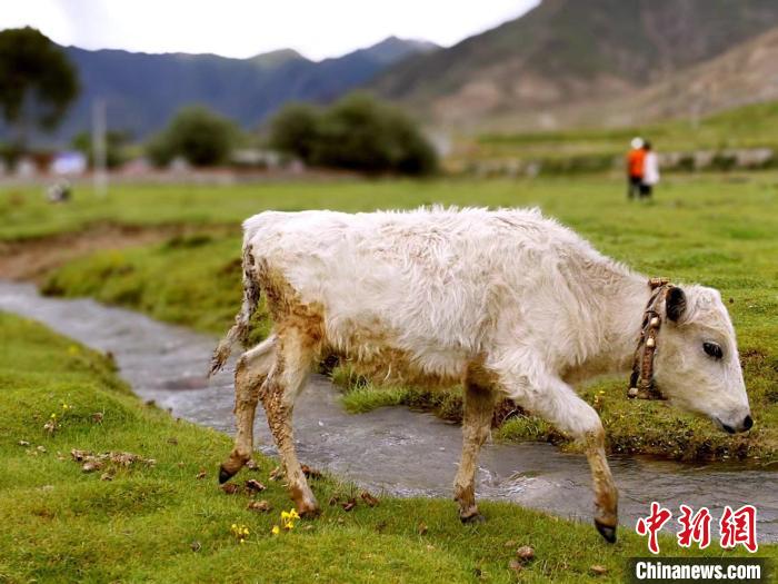 图为堆龙德庆区宇妥沟风景。赵延 摄