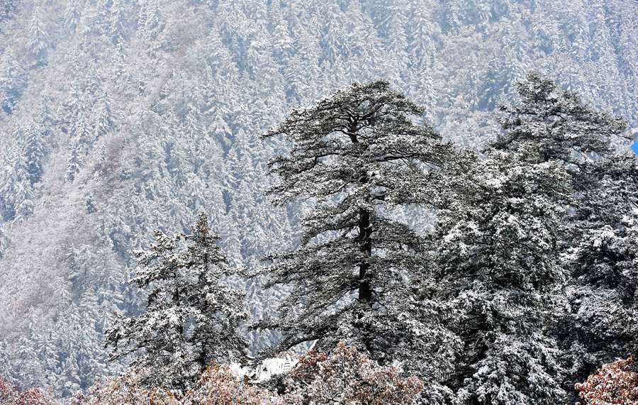 兴隆山雪景。 陈旭东摄