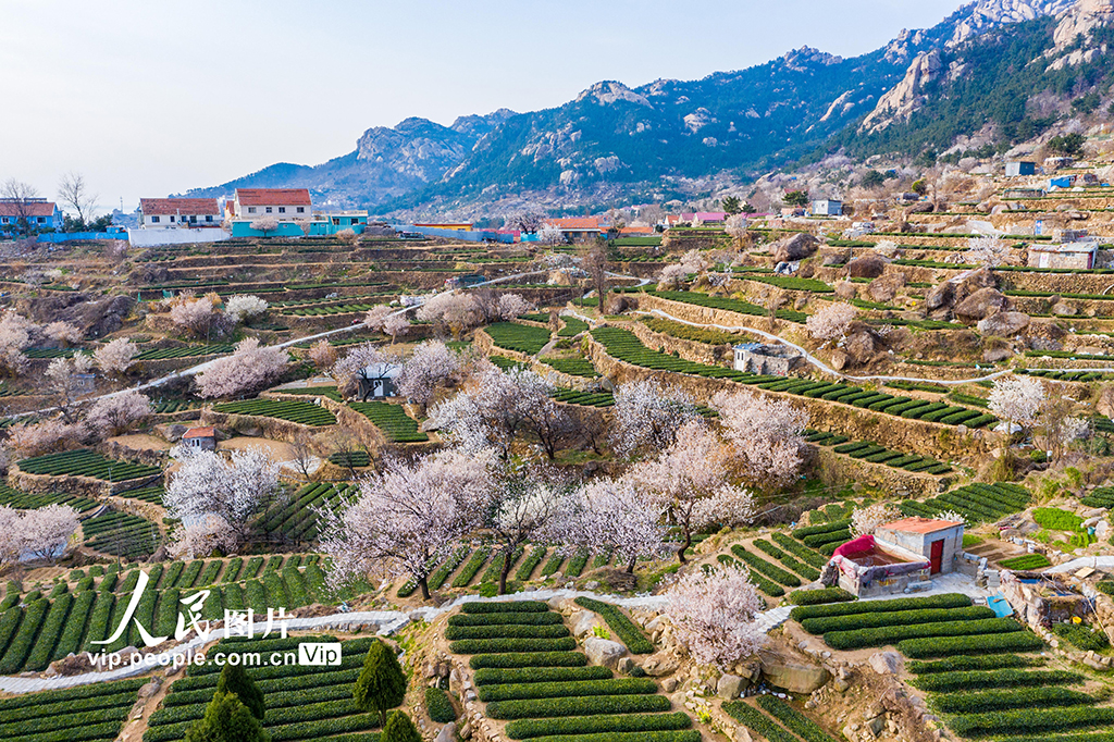 山东青岛：樱桃花开扮靓乡村