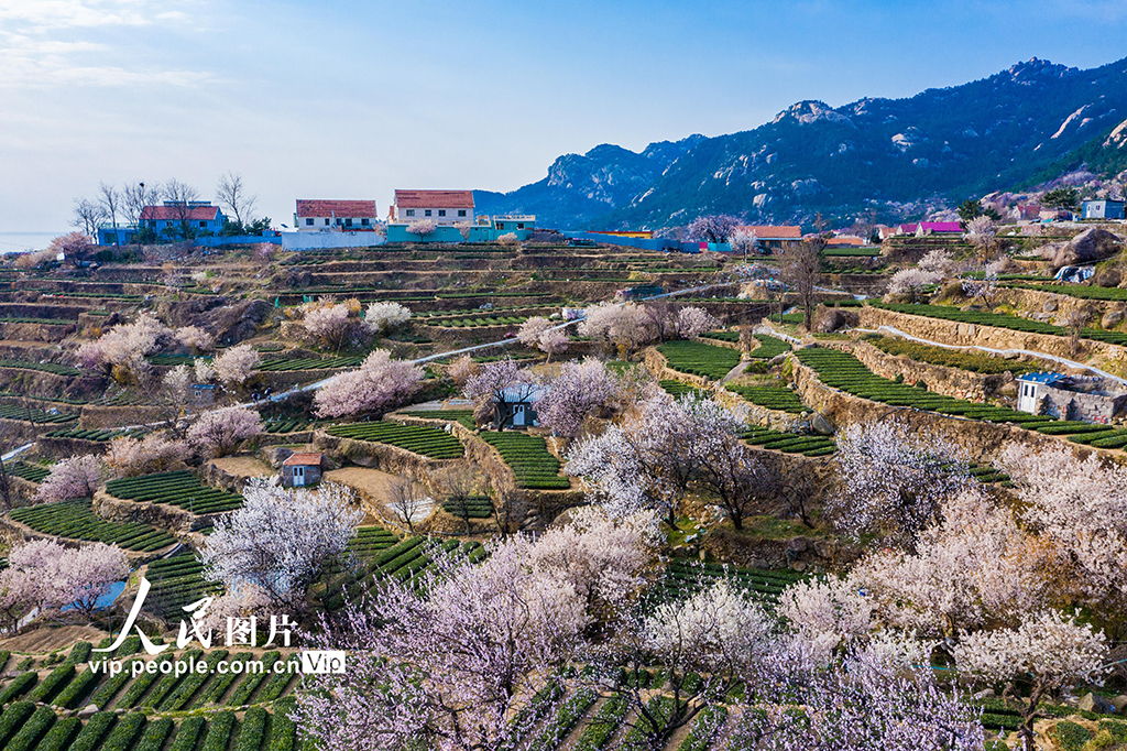 山东青岛：樱桃花开扮靓乡村【3】