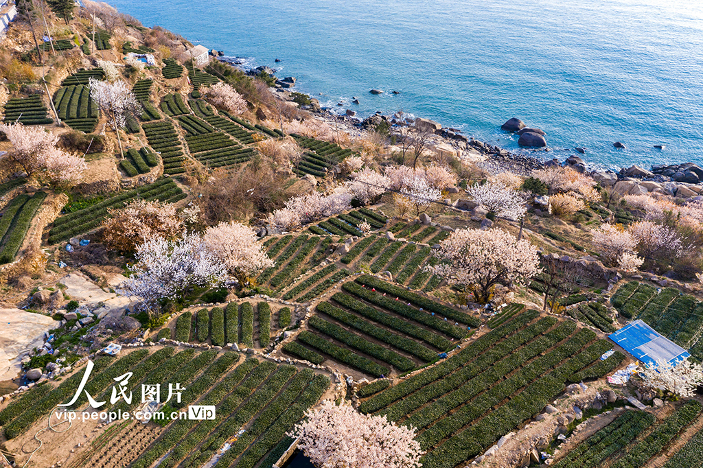 山东青岛：樱桃花开扮靓乡村【4】
