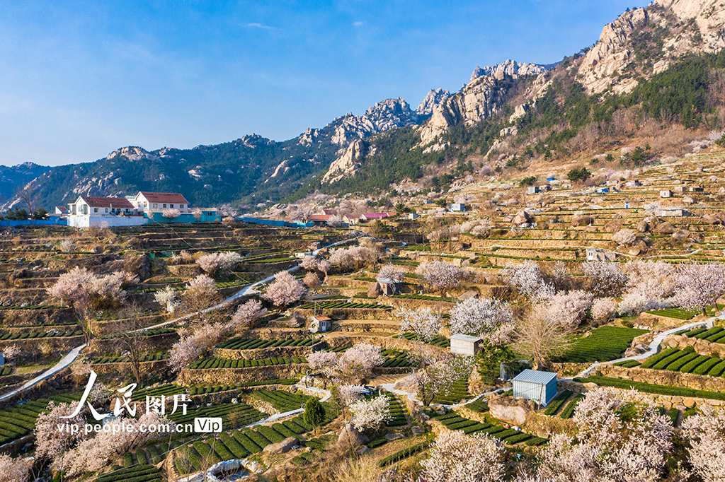 山东青岛：樱桃花开扮靓乡村【5】