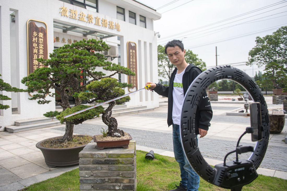 5月19日，宁波市江北区虹星村村民严嘉盛在盆景直播基地内直播销售盆景。盆景种植是宁波市江北区虹星村的支柱产业，近年来，虹星村通过改善基础设施、组织村民外出学习参展、拓展电商直播销售渠道等方式，推动村民增收致富，助力共同富裕。目前，虹星村拥有65个盆景种植基地，2021年全村盆景销售额超过1亿元。新华社记者 江汉 摄