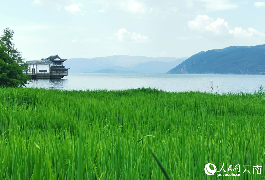 洱海生态廊道生态湿地风景。大理州文旅局供图