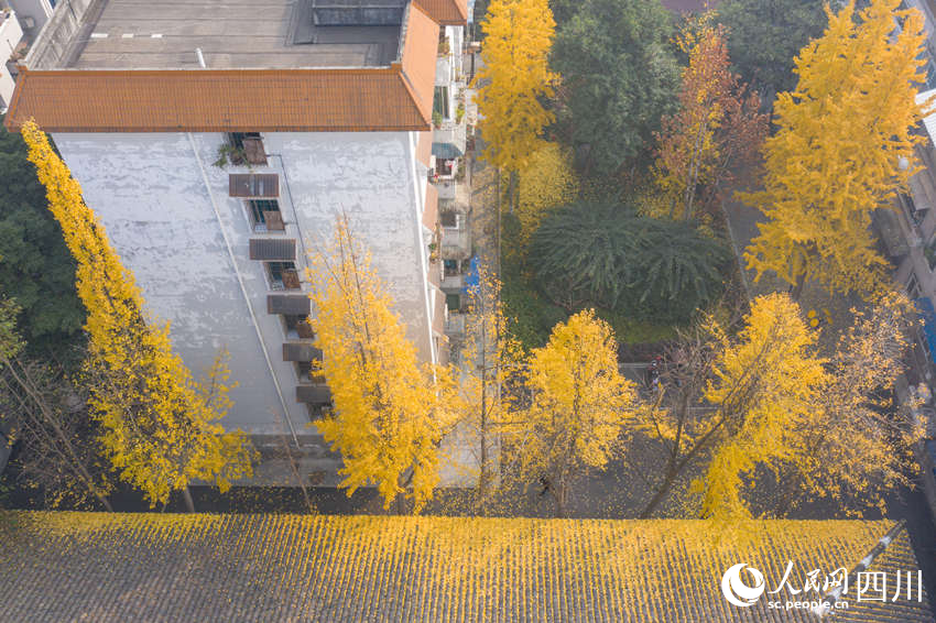 冬日银杏扮靓城市街景。翁光建摄
