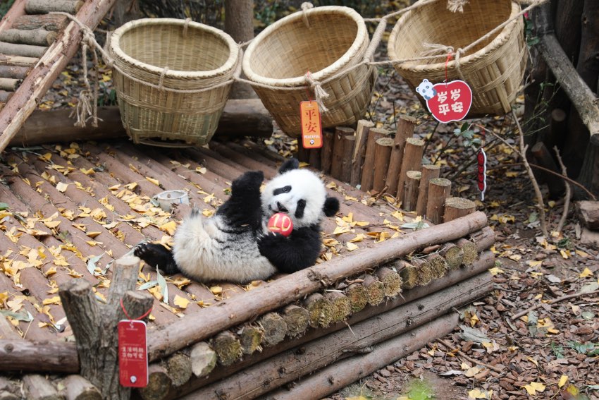 大熊猫萌亮相送祝福。成都大熊猫繁育研究基地供图