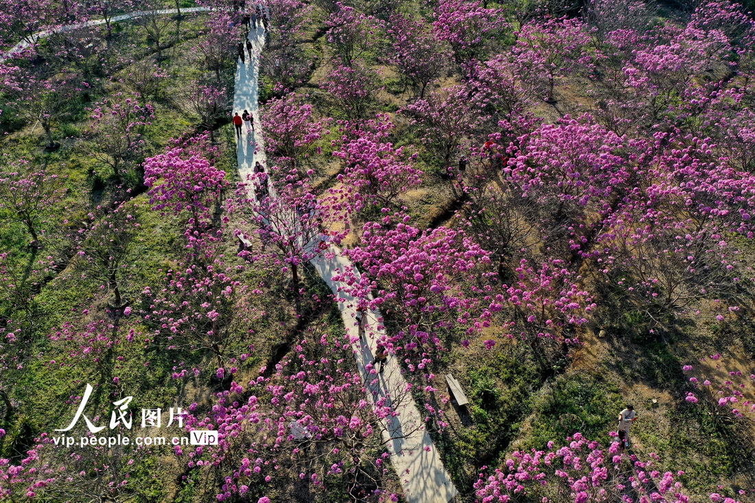 广东江门：紫花风铃绽放【3】
