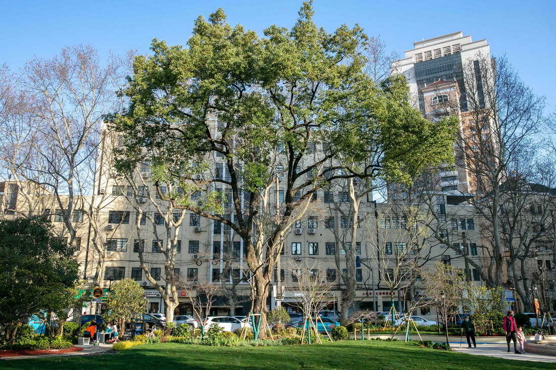 这是3月14日拍摄的上海市徐汇区衡山路旁的一处口袋公园。新华社记者 王翔 摄