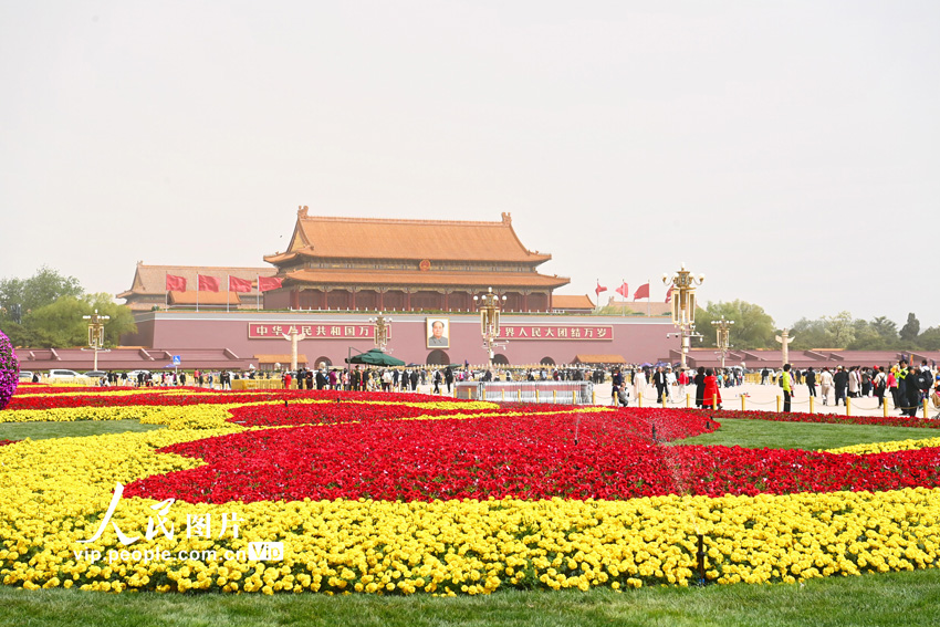 北京天安门广场两侧绿地花卉布置完成迎“五一”