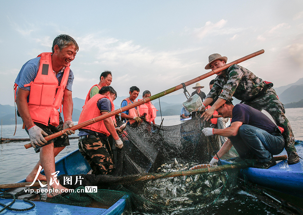 浙江淳安：500余万尾鲢鳙老口鱼种投放千岛湖【5】