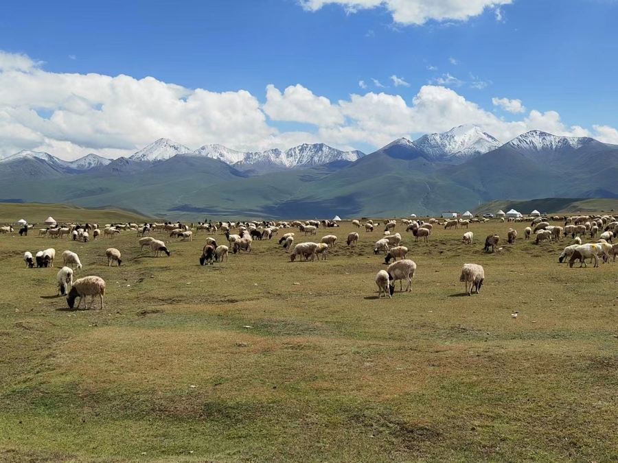 新疆草原风景