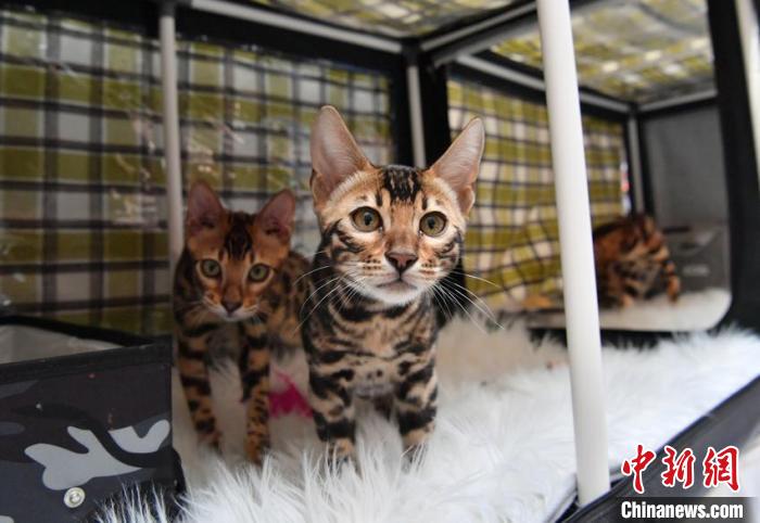 一场名猫大赛在长春市举行，吸引来自中国多地的猫咪主人携宠物参赛。张瑶 摄