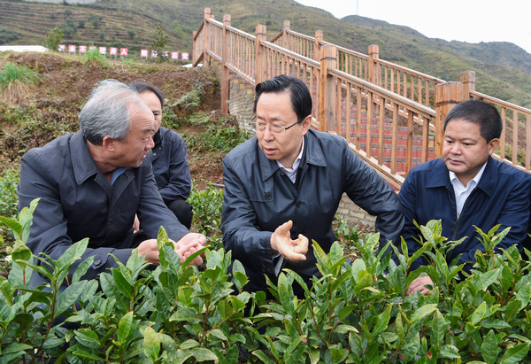全国人大代表、贵州省委副书记蓝绍敏在普安县地瓜镇白叶一号茶叶基地调研。林民摄
