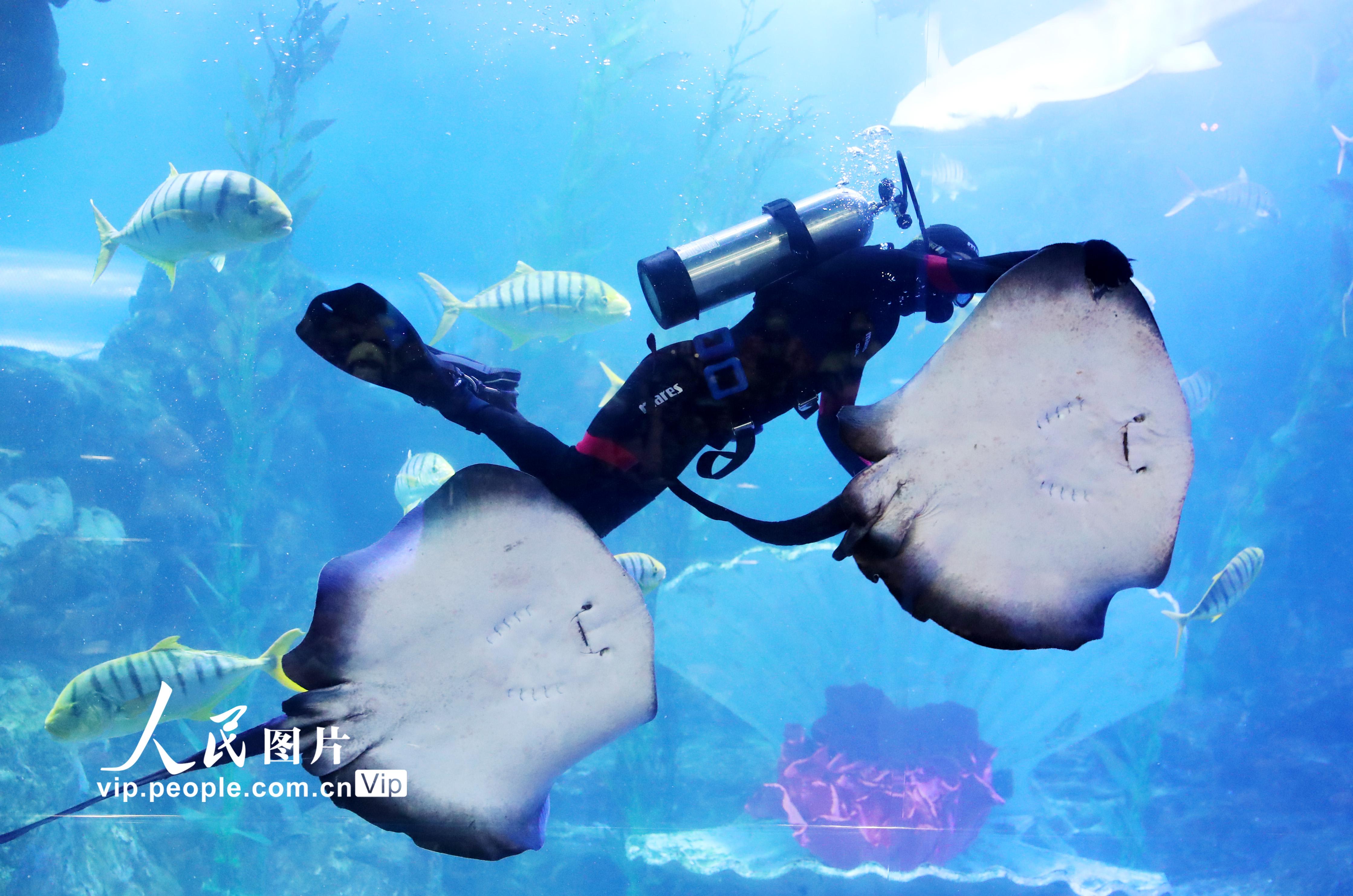 2月12日，在青岛海底世界，潜水员和水族们在水下共舞新春。