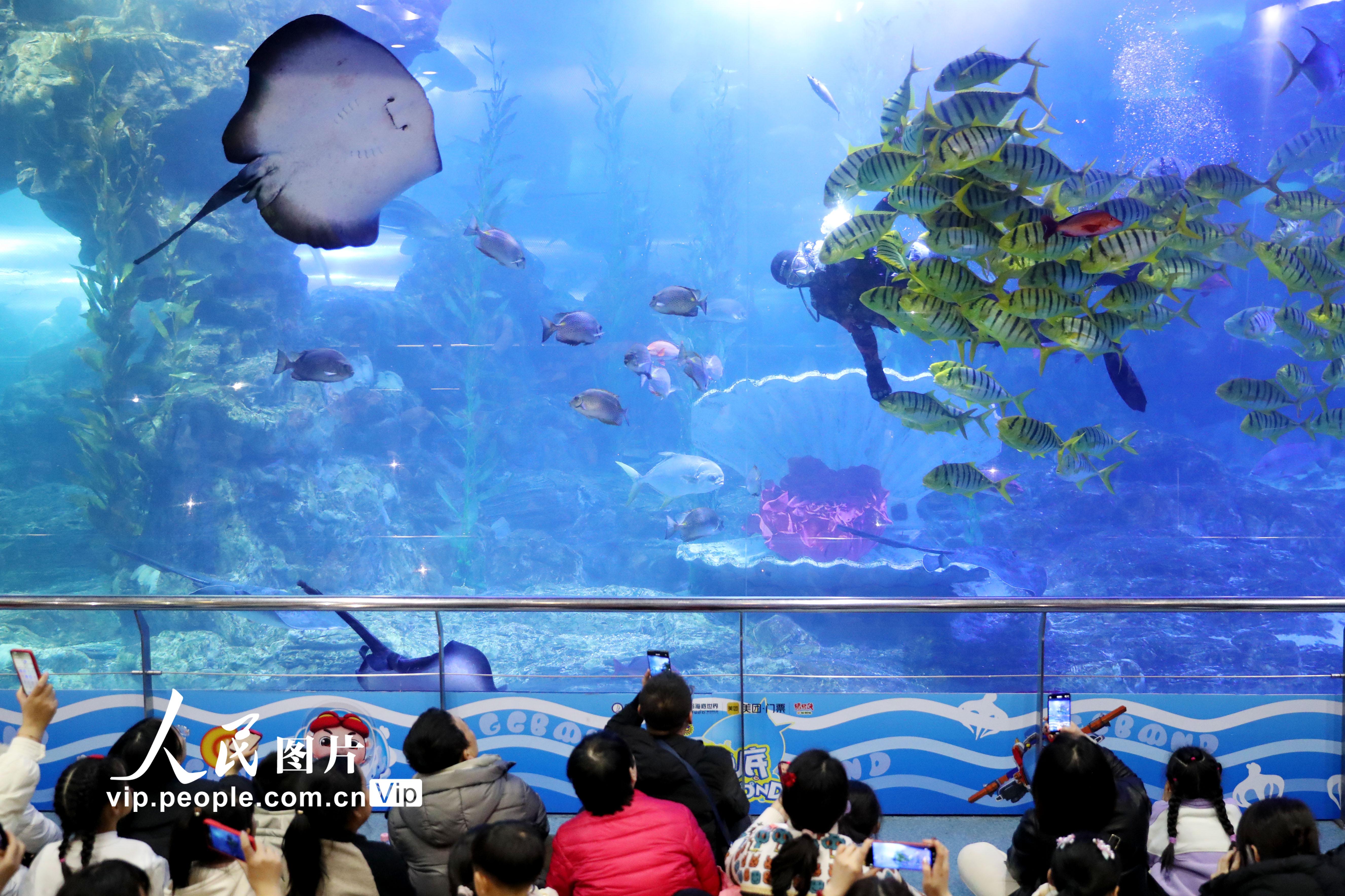 2月12日，在青岛海底世界，潜水员和水族们在水下共舞新春。