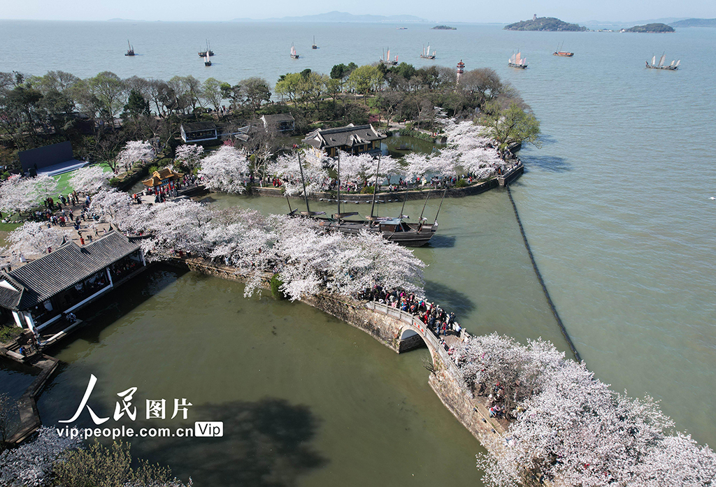 江苏无锡：鼋头渚樱花开【4】