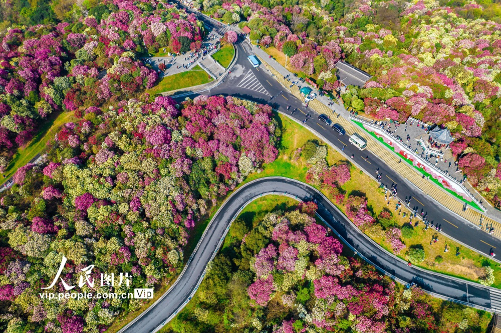 2024年3月30日，游客在贵州省毕节市百里杜鹃普底景区赏花。