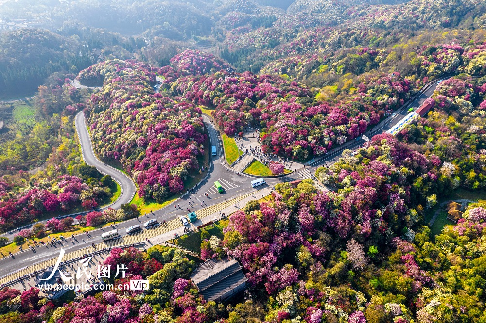 2024年3月30日，游客在贵州省毕节市百里杜鹃普底景区赏花。