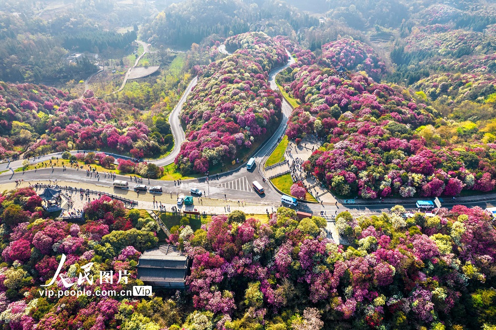 2024年3月30日，游客在贵州省毕节市百里杜鹃普底景区赏花。