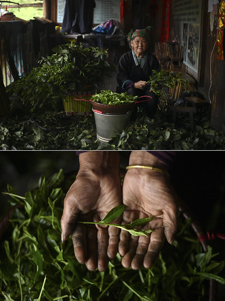 在广西柳州市融水苗族自治县杆洞乡党鸠村，72岁的梁妹花老人在整理刚刚采摘的茶叶（4月11日摄，拼版照片）。油茶是当地的传统饮品，梁妹花每天都要打油茶。