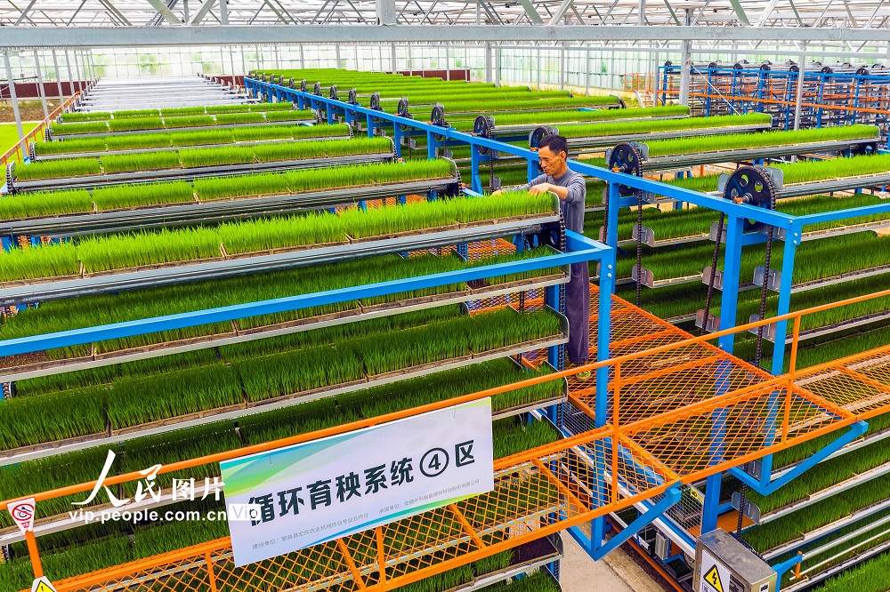 2024年5月2日，在安徽省芜湖市繁昌区平铺镇宏庆数字育秧中心智能温室里，工作人员在循环式育秧机上查看水稻秧苗生长情况。