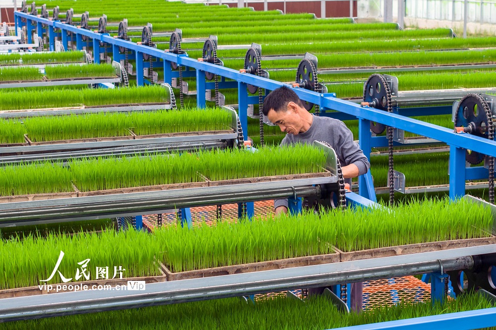2024年5月2日，在安徽省芜湖市繁昌区平铺镇宏庆数字育秧中心智能温室里，工作人员在循环式育秧机上查看水稻秧苗生长情况。