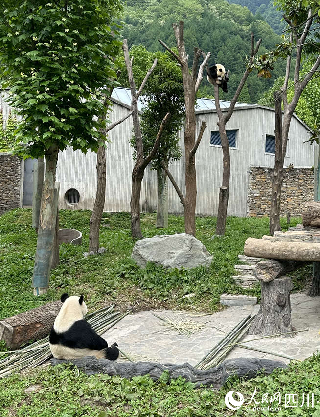 “你自己耍！”——大熊猫“鑫鑫”带娃主打一个随意。人民网记者 王波摄