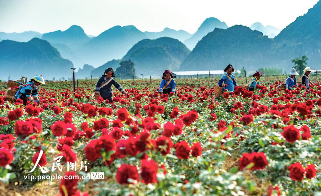 6月15日，丘北县花农在种植基地采摘玫瑰。