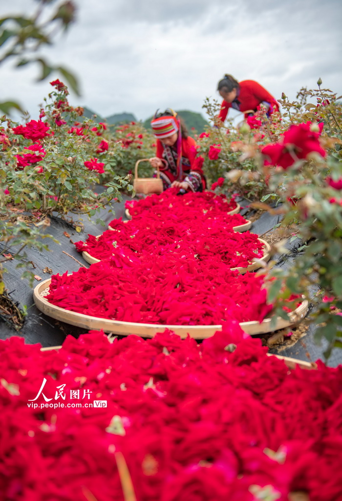 6月15日，丘北县花农在种植基地采摘玫瑰。