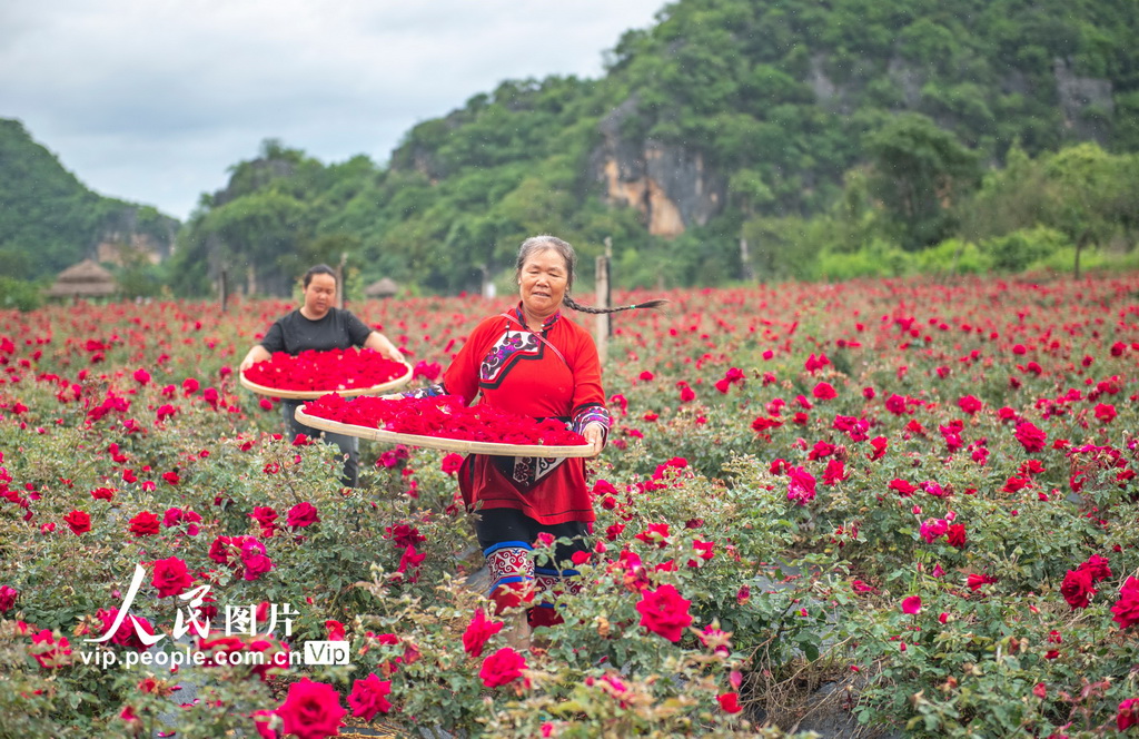 6月15日，丘北县花农在种植基地采摘玫瑰。