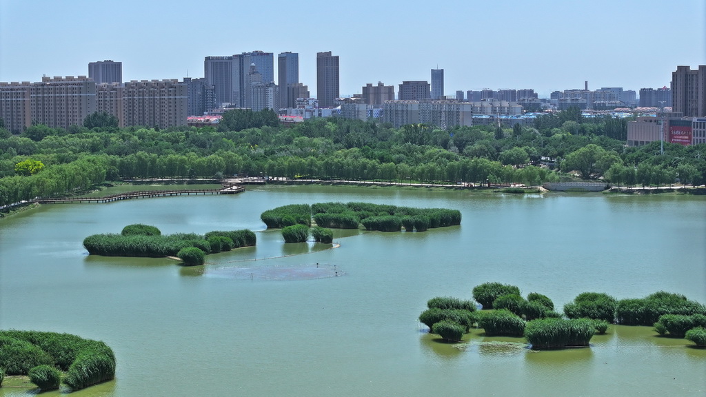 这是6月11日拍摄的宁夏银川市宝湖国家城市湿地公园（无人机照片）。