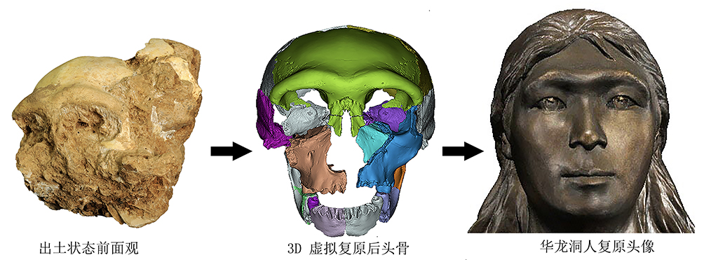 这是华龙洞6号头骨复原过程展示（中国科学院古脊椎动物与古人类研究所供图）。