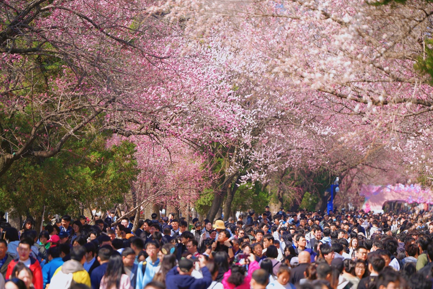 4月20日，大量游客来到吉林大学南岭校区观赏杏花。人民网记者 李洋摄