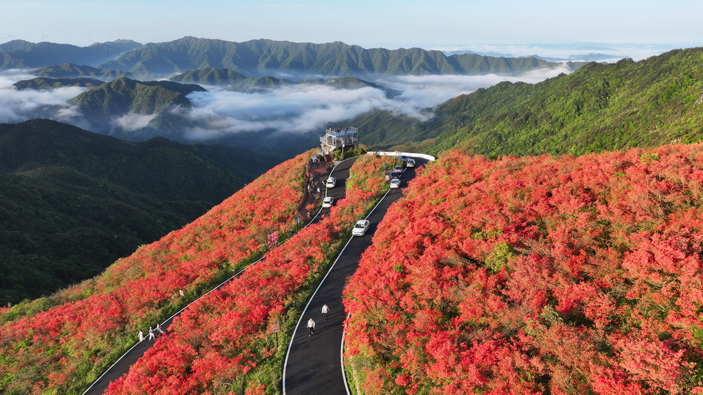 5月1日，游人在湖南省永州市双牌县阳明山国家森林公园杜鹃花海赏花游玩（无人机照片）。新华社发（何红福摄）