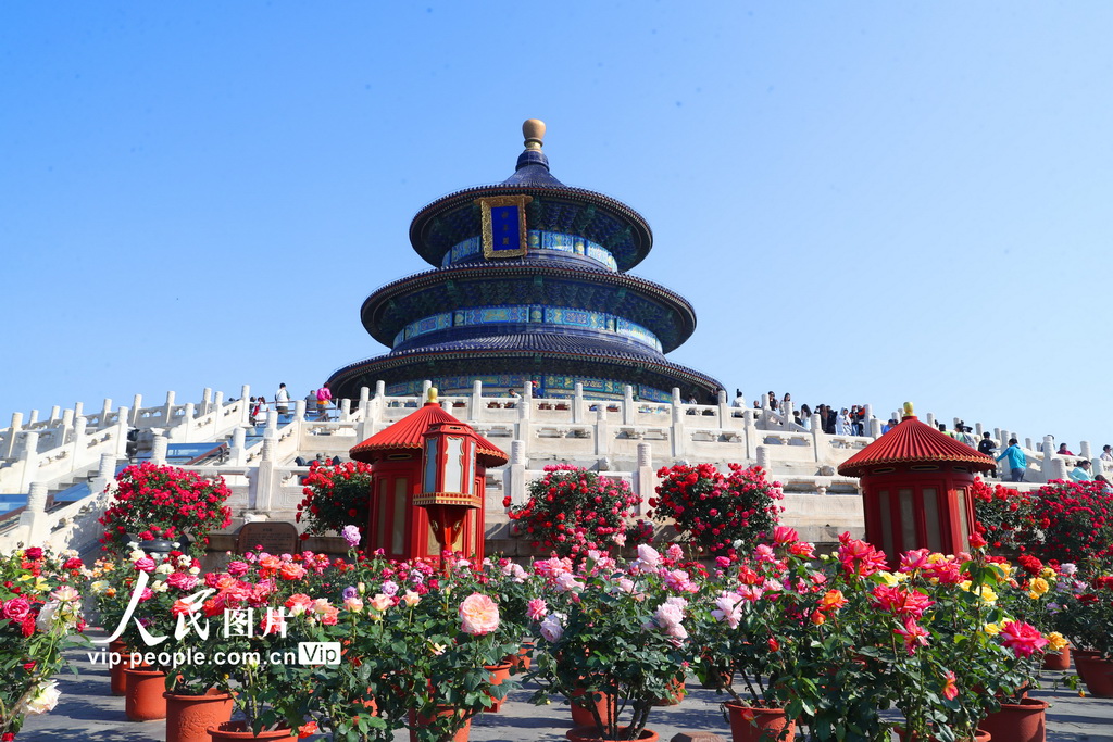 北京天坛公园月季盛开迎客来