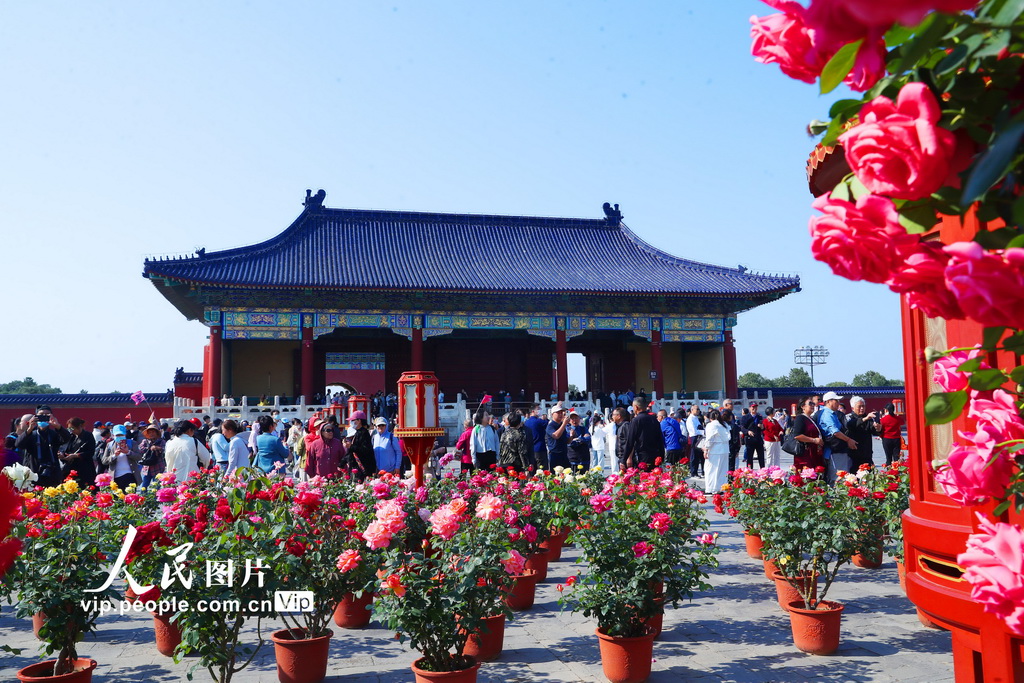 北京天坛公园月季盛开迎客来【3】