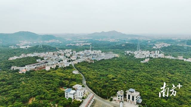 柏桥村近年来新建的岭南民居风格楼房，掩映于翠绿的荔枝林海之中。柏桥村供图