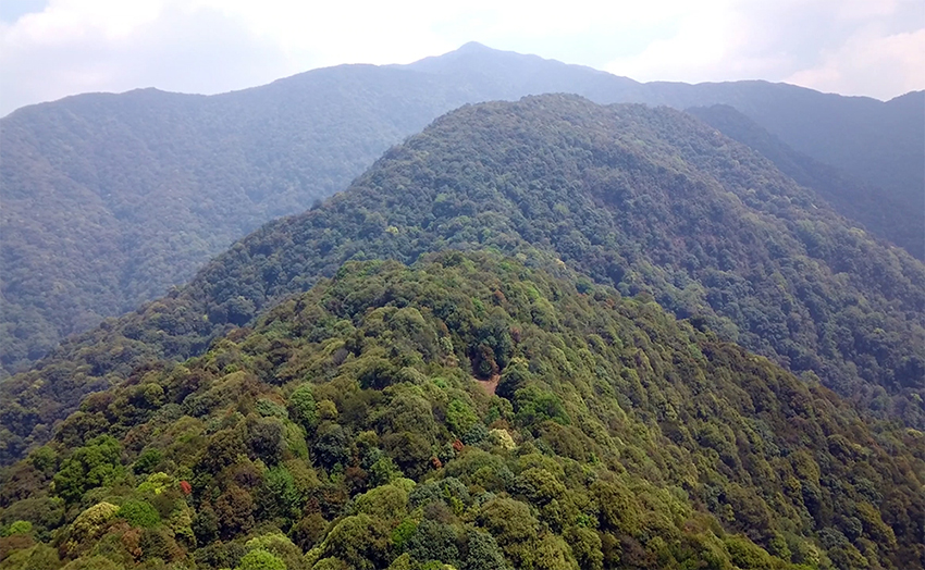 【图一】茫茫哀牢山。镇沅县融媒体中心供图
