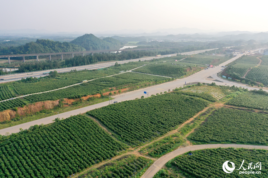 江西省抚州市东乡区珀玕乡东腾蓝莓产业园1号基地郁郁葱葱，曾经的荒山成为人们体验采摘乐趣的乐园。人民网记者 时雨摄