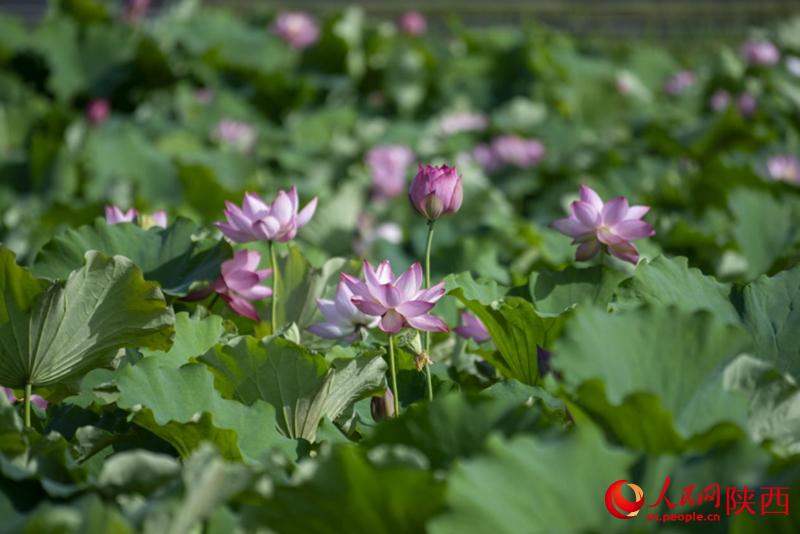 天汉湿地公园内，荷花盛开。人民网记者 翁奇羽摄