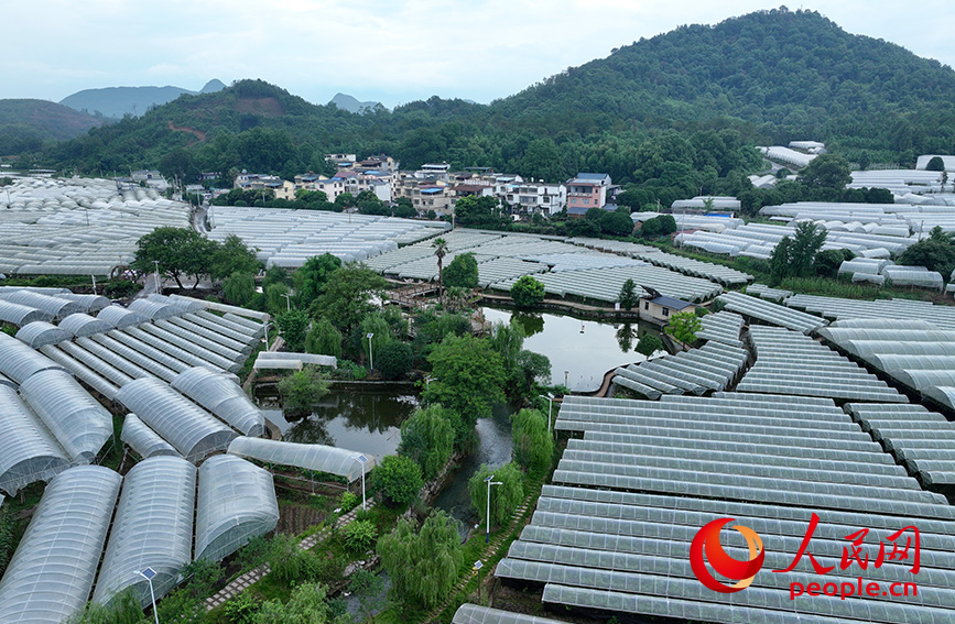 毛竹山村葡萄示范区。人民网 雷琦竣摄
