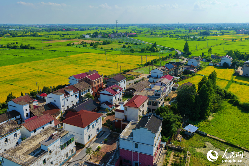 南昌县幽兰镇，早稻逐渐转黄，与道路、河流及村居构成一幅美丽的夏日田园画卷。人民网记者 毛思远摄