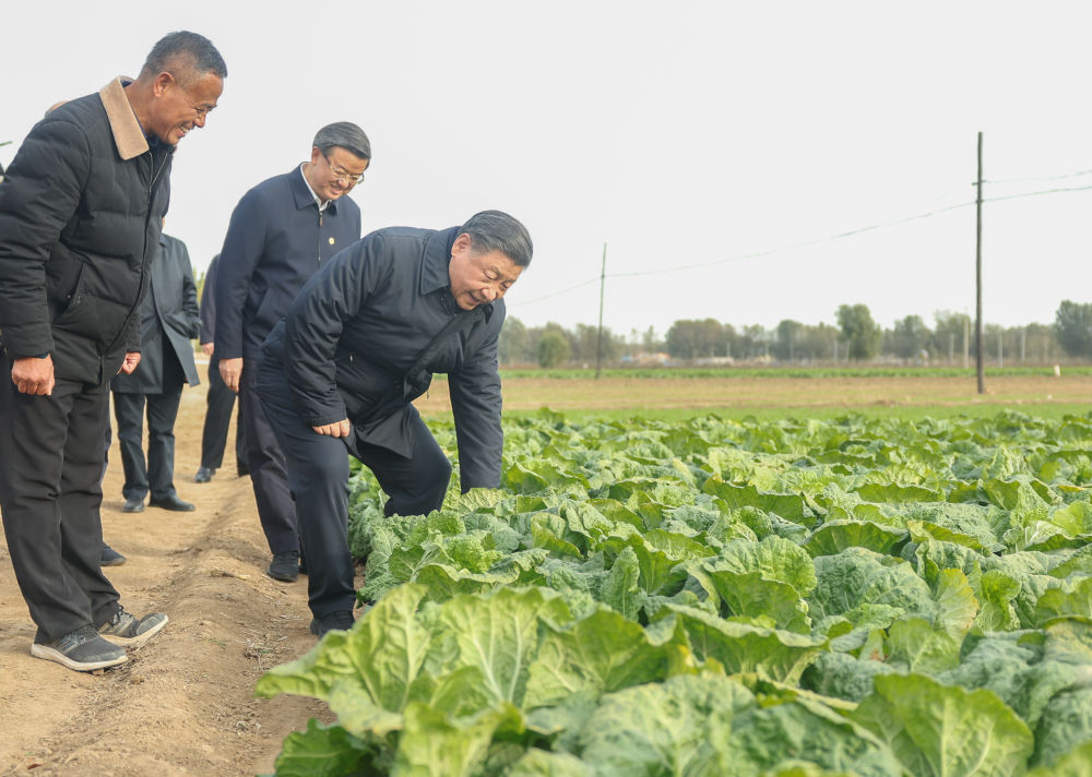 2023年11月10日，习近平总书记在河北涿州万全庄村村边农田察看大白菜长势。新华社记者 鞠鹏 摄